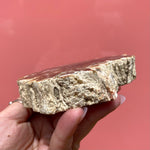 Load image into Gallery viewer, Petrified Wood Slab