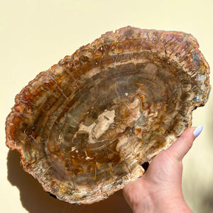 Petrified Wood Slab - Ruby's Minerals