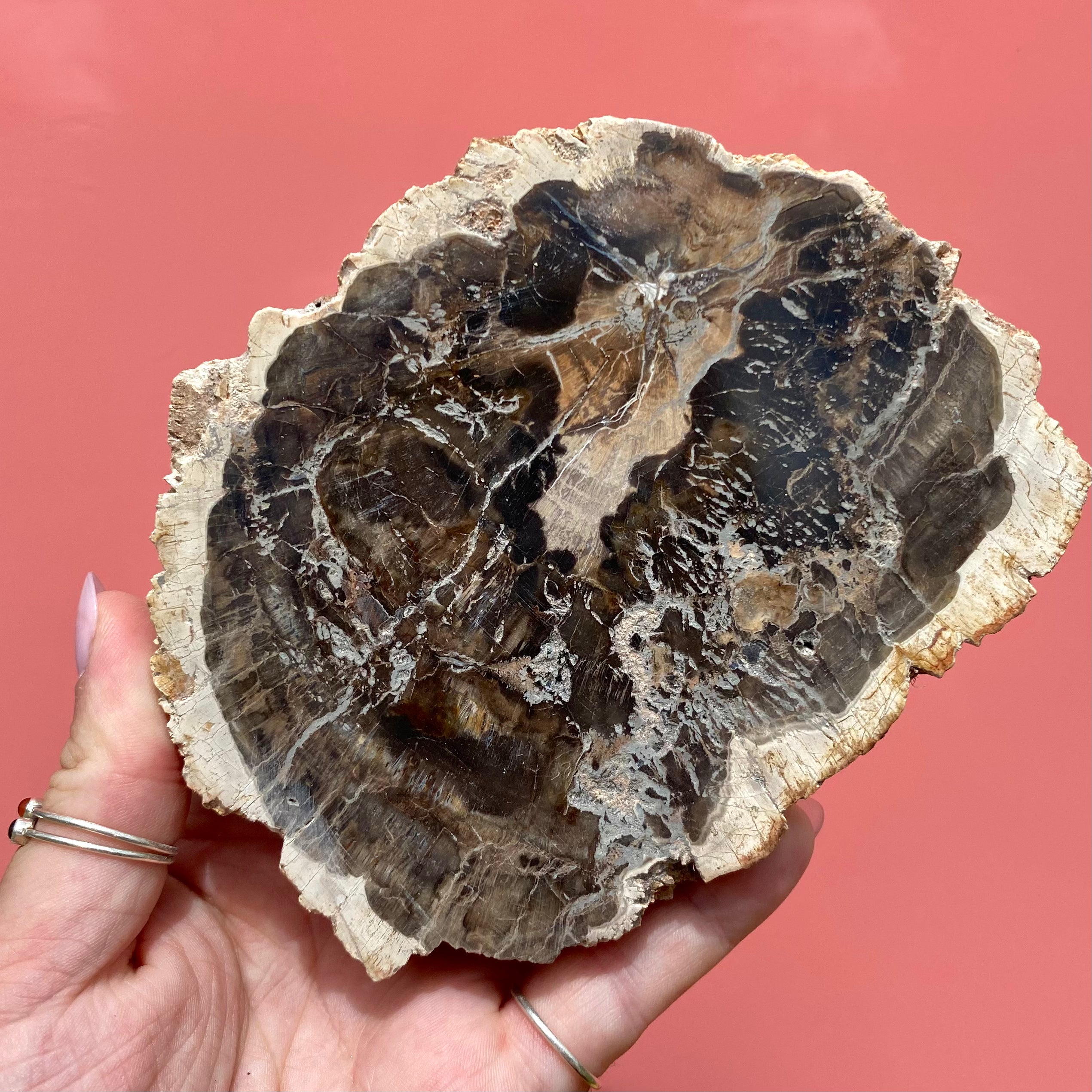Petrified Wood Slab