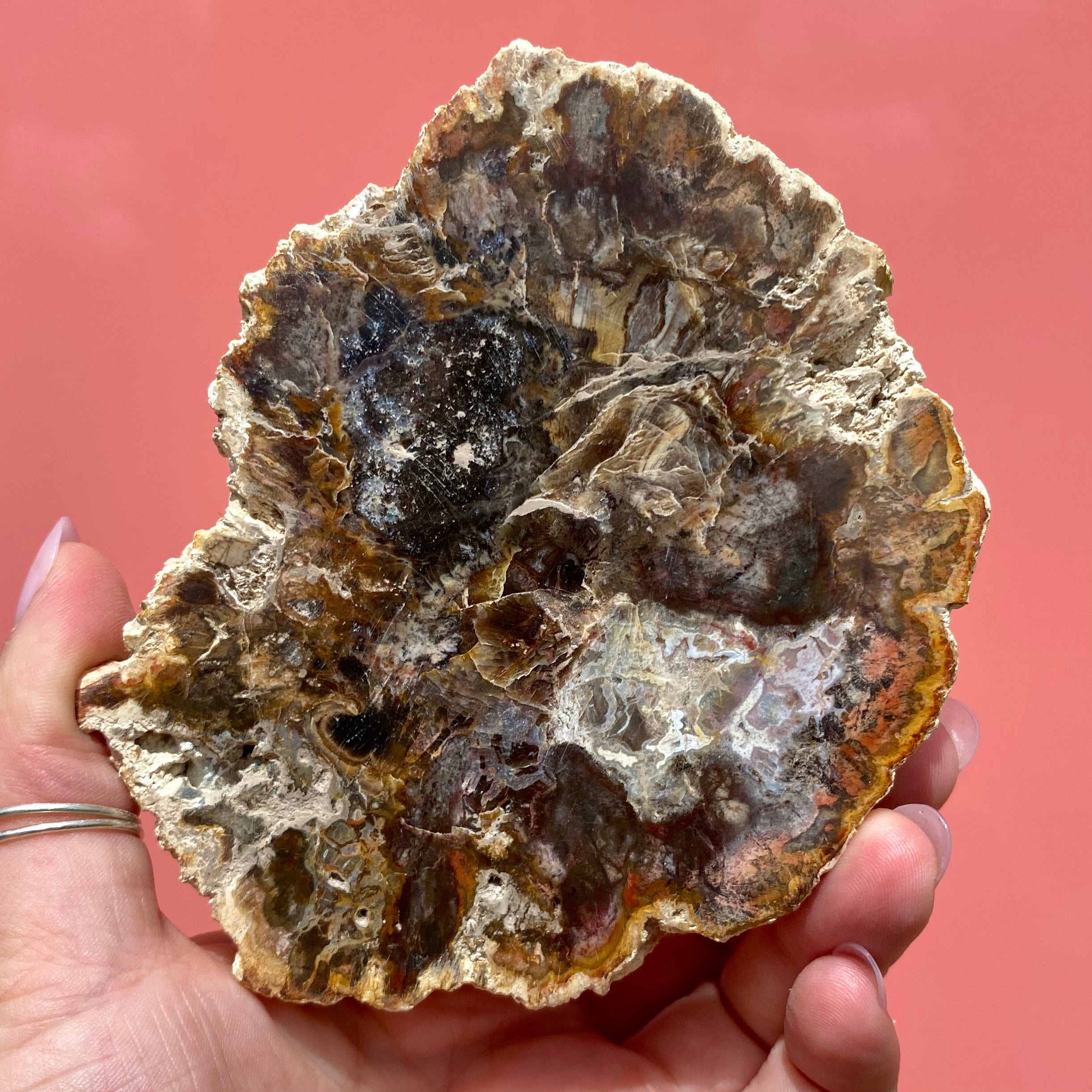Petrified Wood Slab