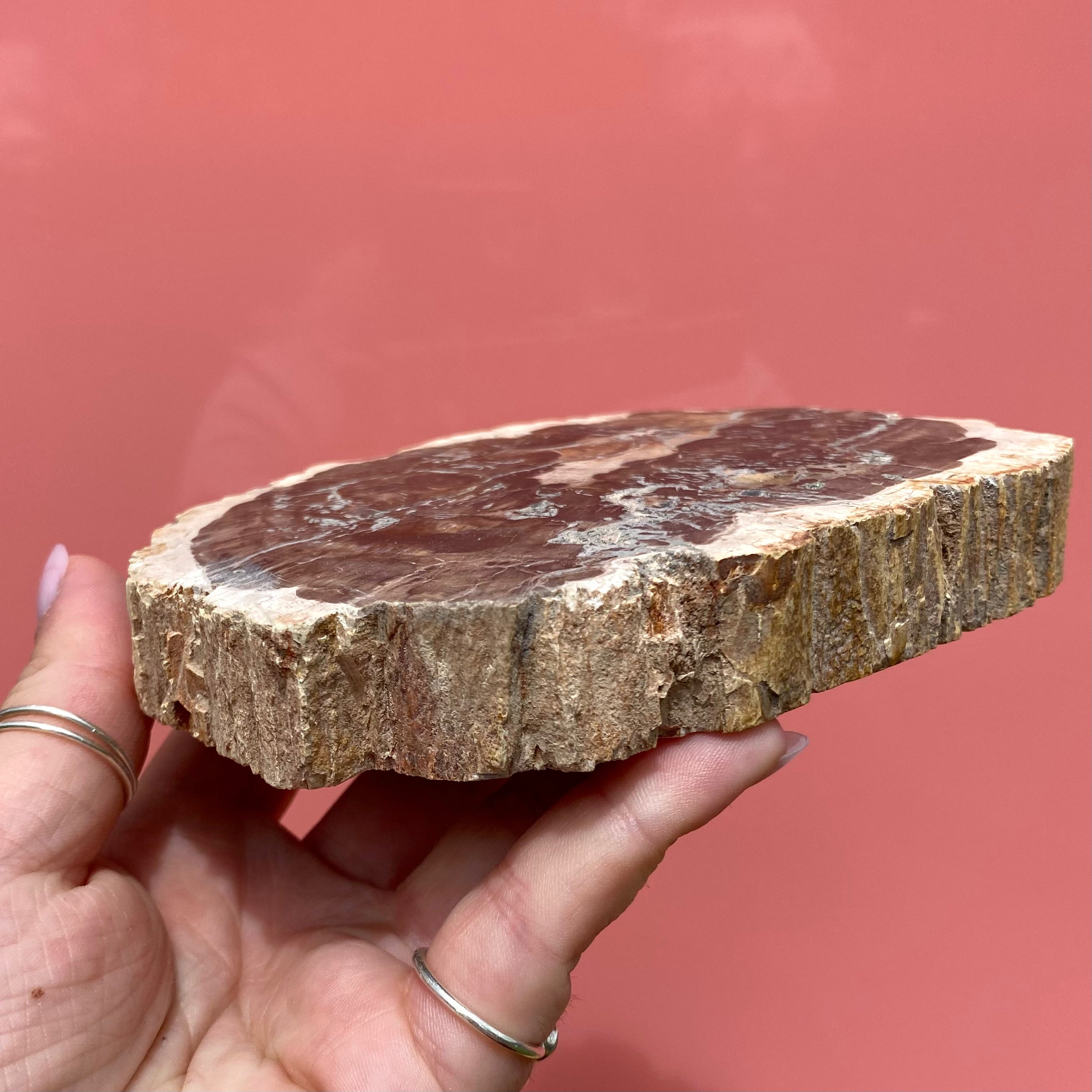 Petrified Wood Slab
