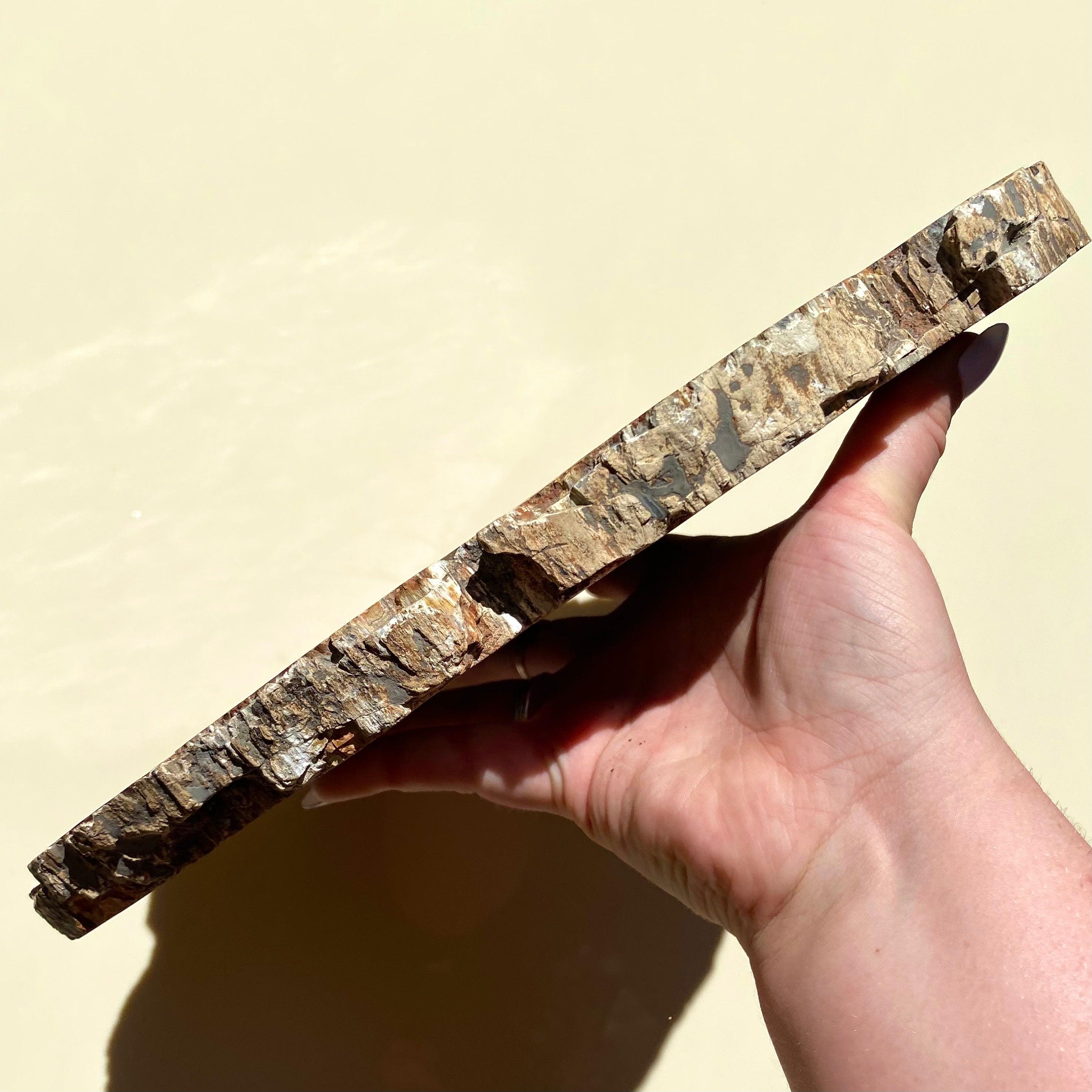 Petrified Wood Slab - Ruby's Minerals