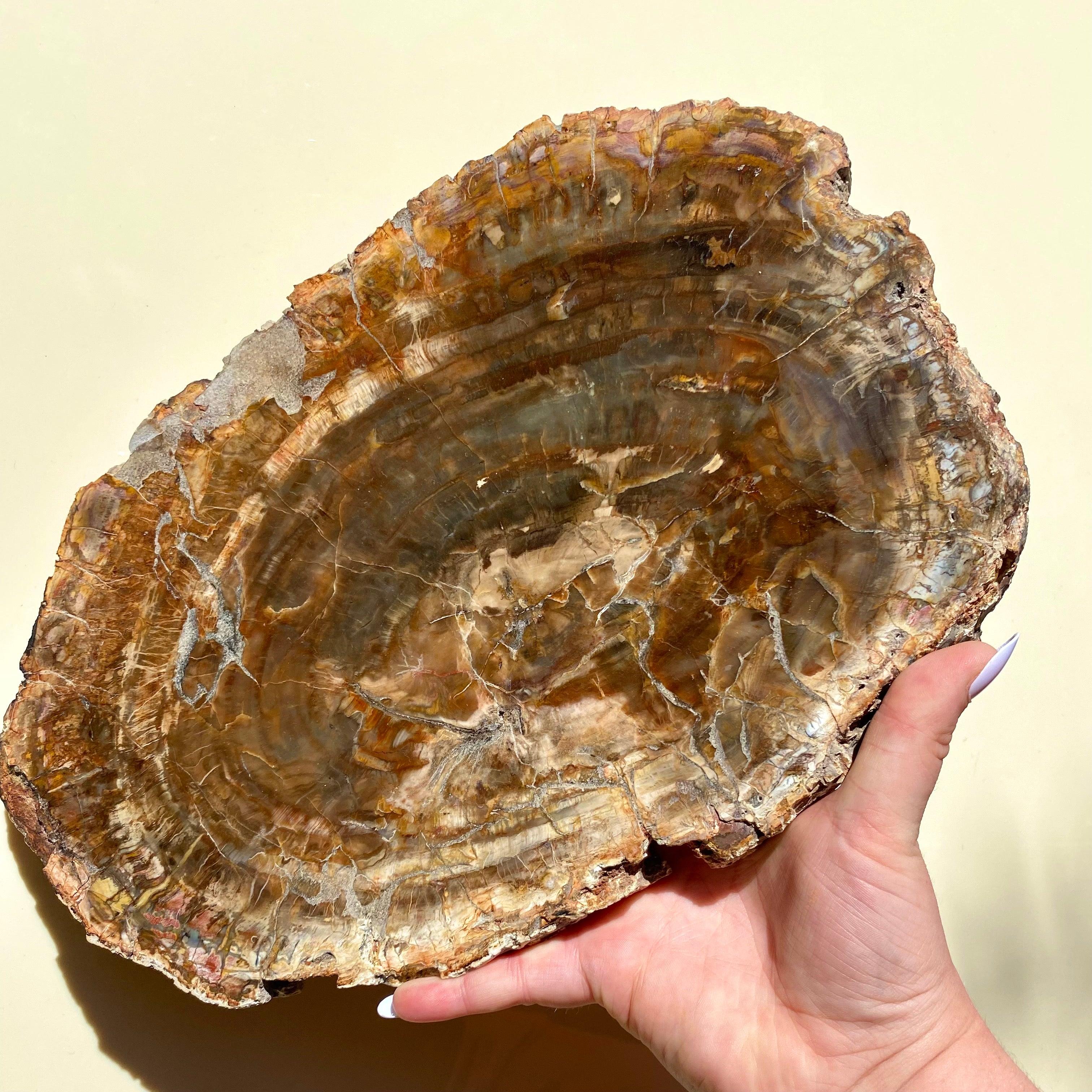 Petrified Wood Slab - Ruby's Minerals