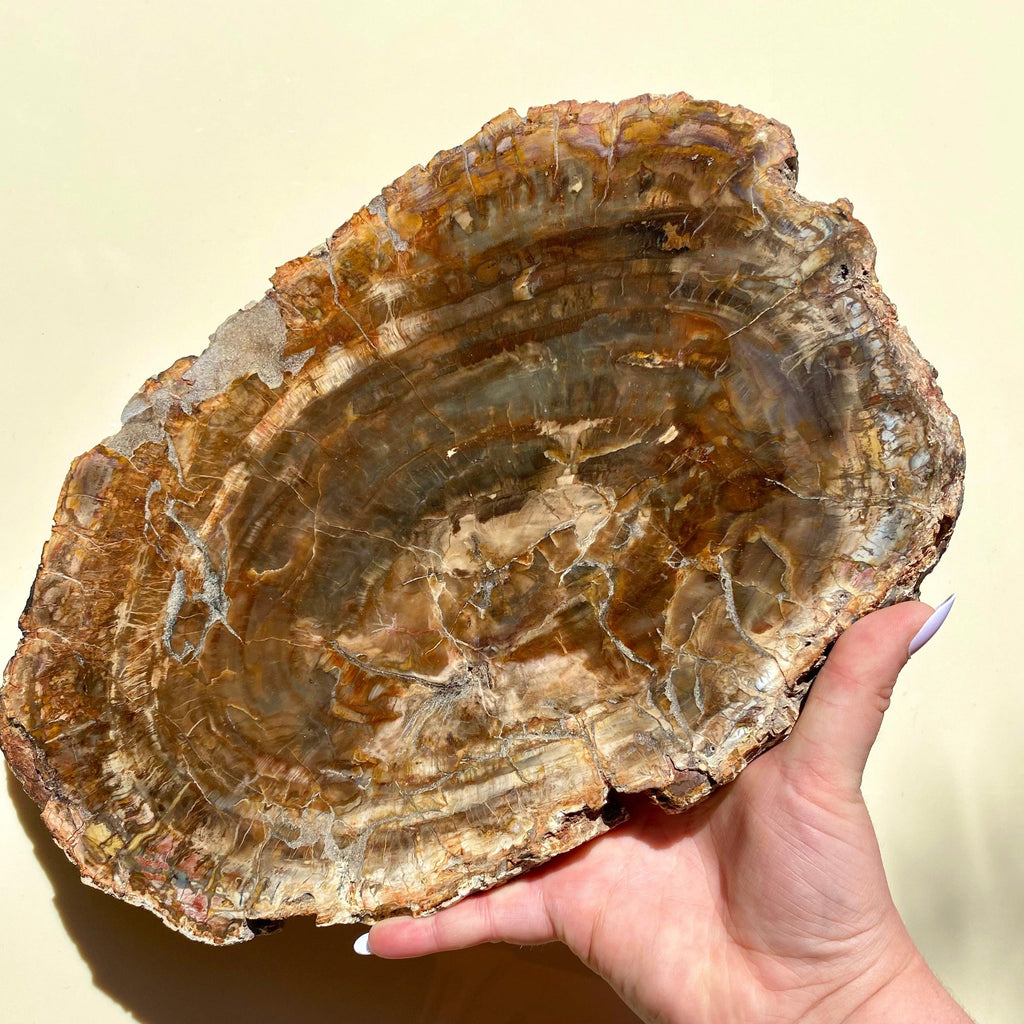 Petrified Wood Slab - Ruby's Minerals