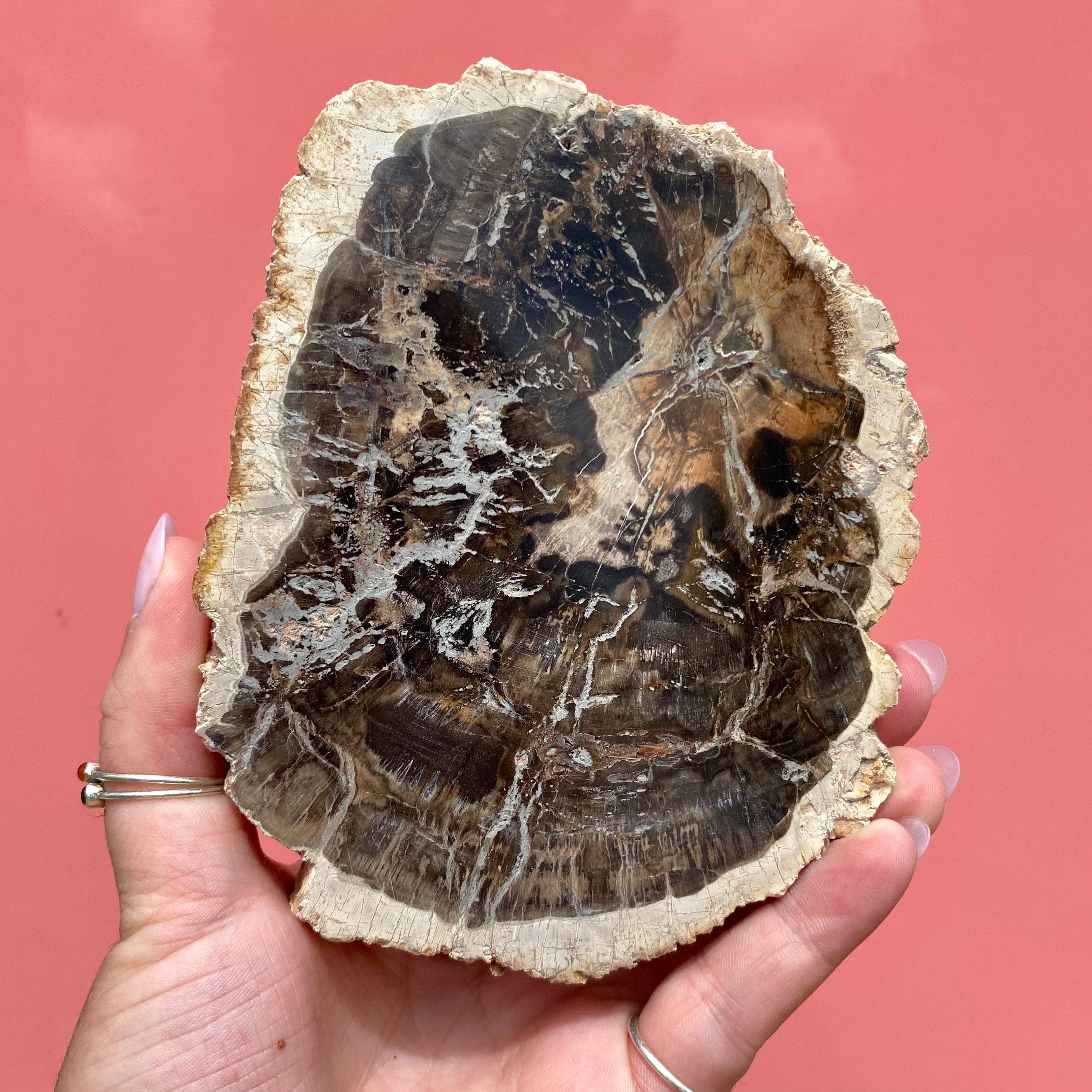 Petrified Wood Slab